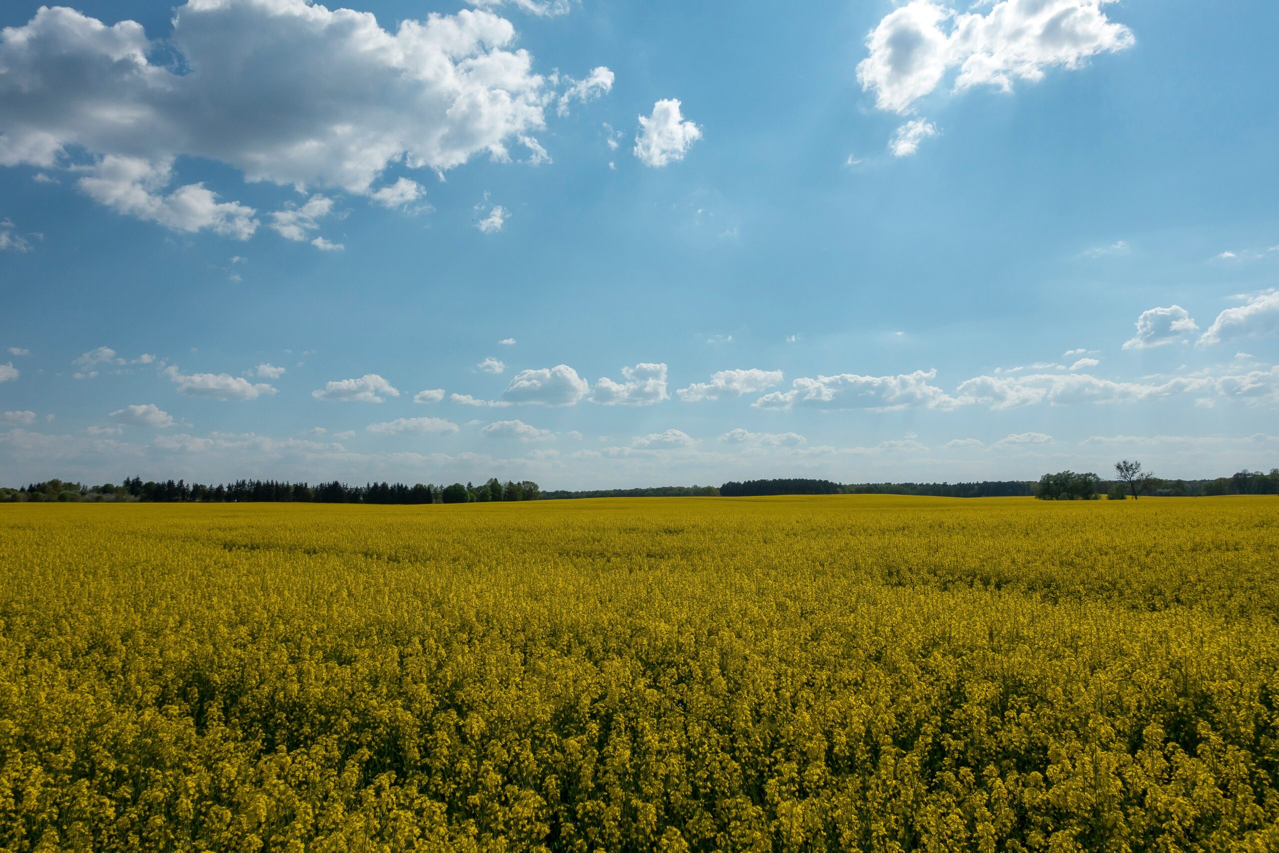 yellow flower field under blue sky and white clouds during daytime