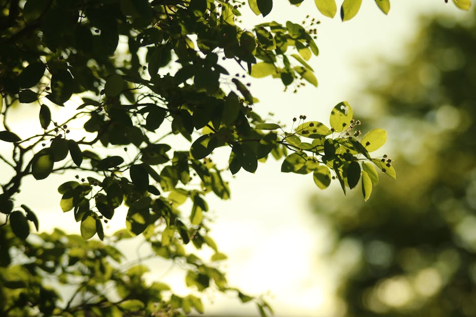4 Wege: Herbstlaub im Garten sinnvoll nutzen statt entsorgen