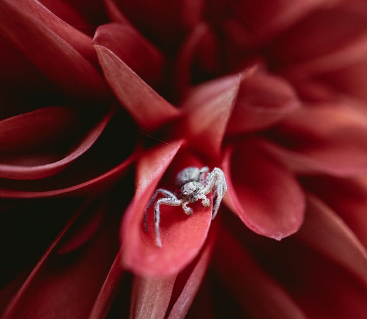 Flüssiglinsen verstehen: Wie Elektrowetting die Brennweite von Objektiven ändert