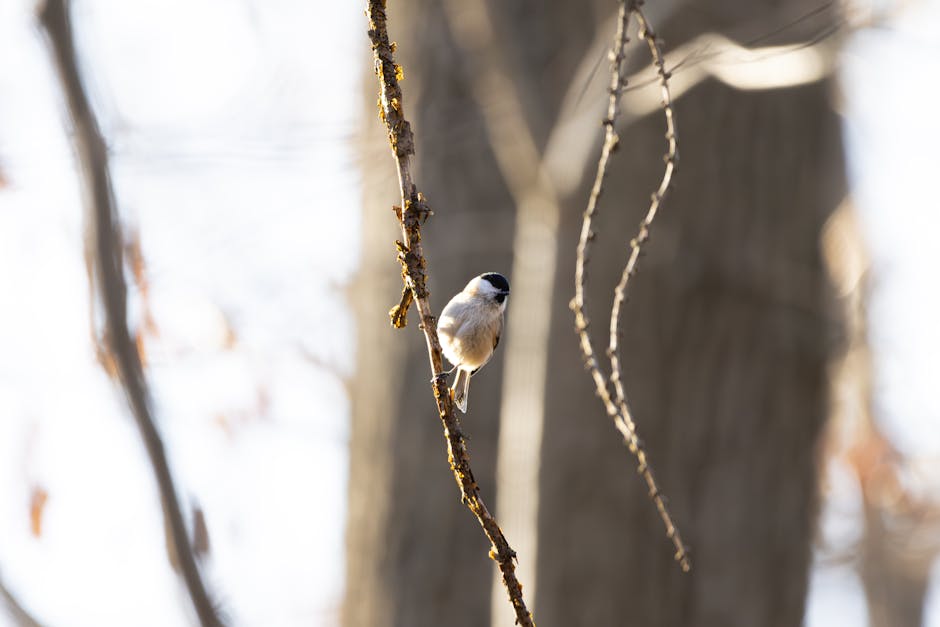 10 Garten-Tipps für den Winter: Dein Leitfaden zur Saisonvorbereitung