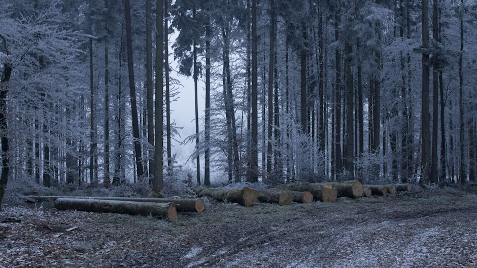 Fleisch richtig einfrieren: 3 Methoden für schnelle Gerichte unter 15 Minuten
