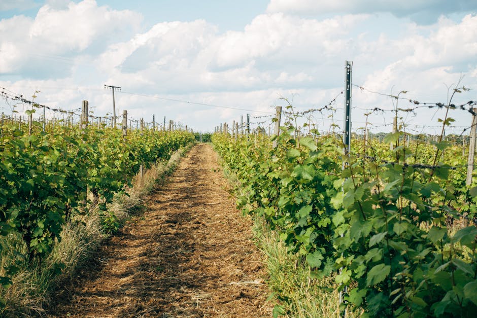 Napa Valley Reiseführer: Wein, Kulinarik & Top-Sehenswürdigkeiten